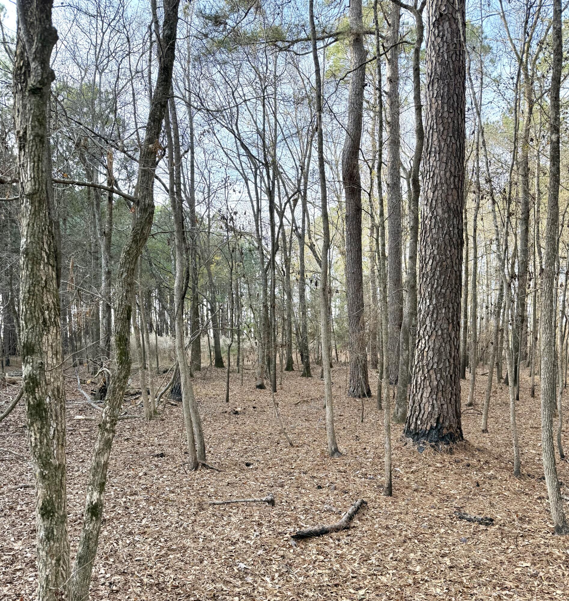 Tbd Tbd Felderville Road Elloree, SC 29047 - Photo 7 of 8 IMG_3471