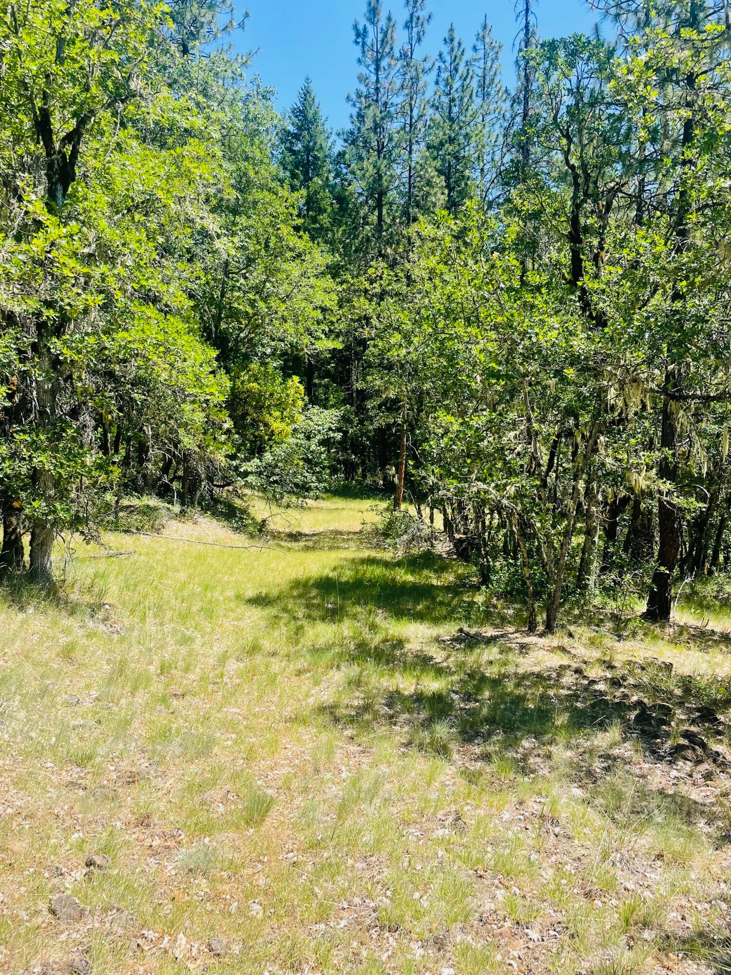 826 Ulrich Road Prospect, OR 97536 - Photo 4 of 13 1