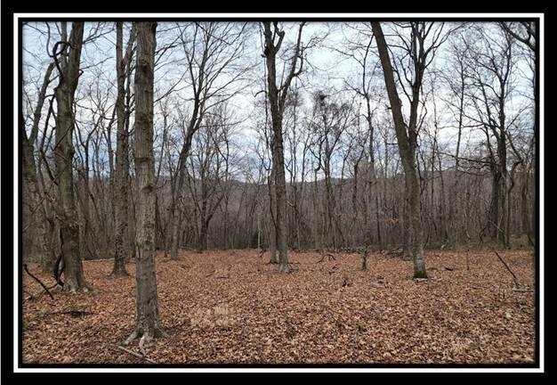 0 Black Run Road, Unit TRACT 8) Chillicothe, OH 45601 - Photo 41 of 47 image043