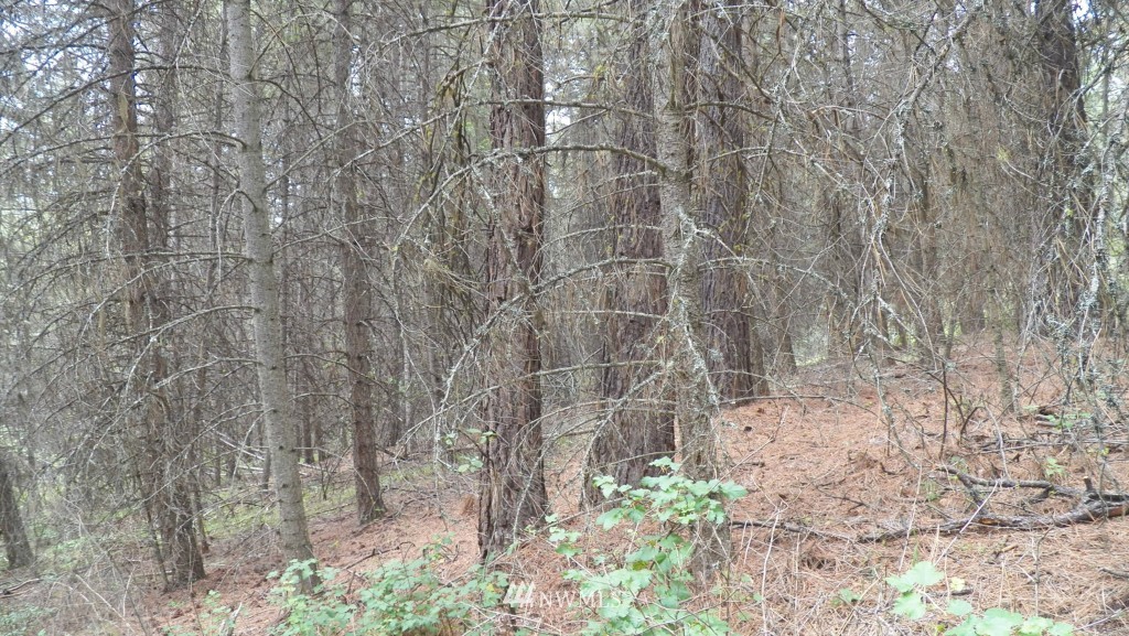 59 Lambert Creek Road Republic, WA 99166 - Photo 11 of 15 Gallery Image 11