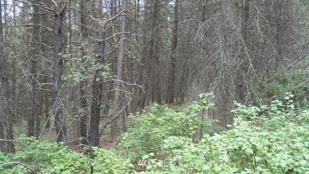 59 Lambert Creek Road Republic, WA 99166 - Photo 15 of 15 Gallery Image 15