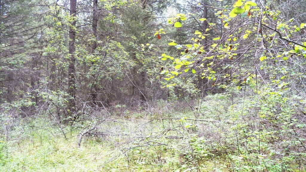 59 Lambert Creek Road Republic, WA 99166 - Photo 10 of 15 Gallery Image 10