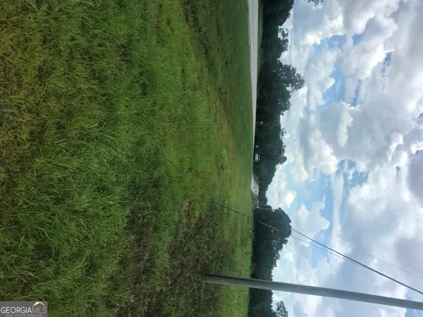 a close up of a plant in a garden