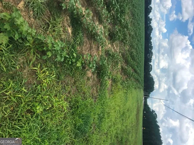 a view of a lush green forest