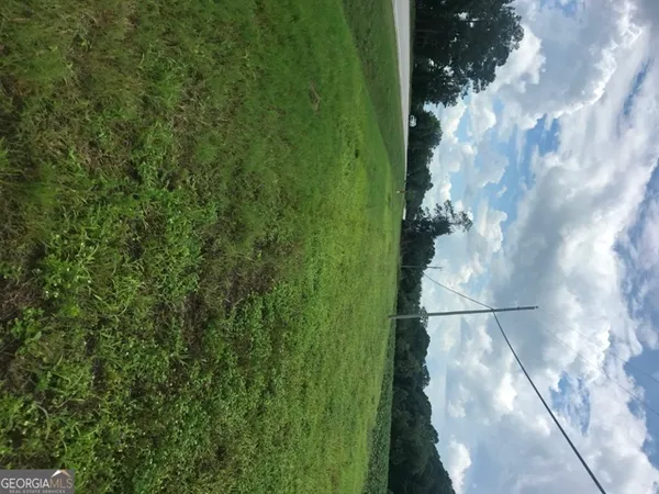 a close up of a plant in a garden