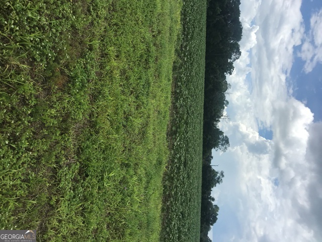 0 Highway 301 Claxton, GA 30417 - Photo 8 of 16 a close up of a plant in a garden