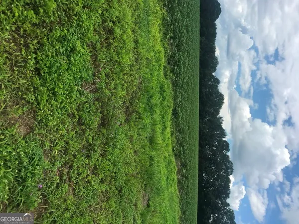 a view of a plant in a garden