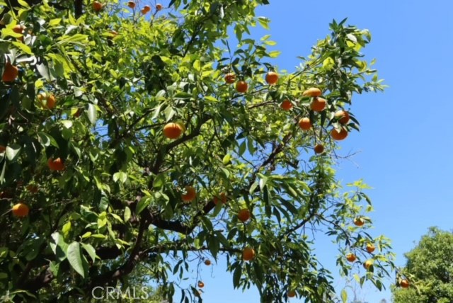 471 Woodward Boulevard Pasadena, CA 91107 - Photo 18 of 30 a view of a plant