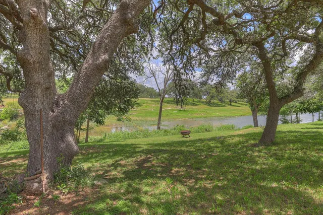a view of a trees in a yard