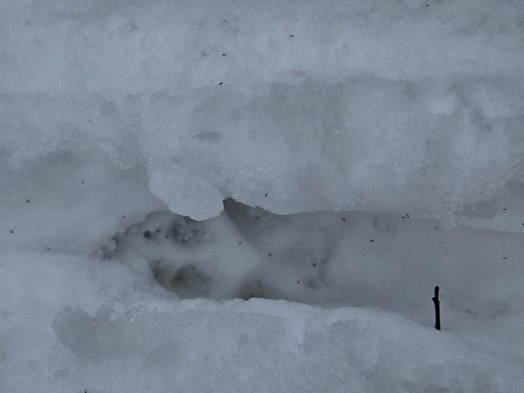 31 North Fryeburg Road Fryeburg, ME 04037 - Photo 23 of 28 23 Tracks domestic dog possible