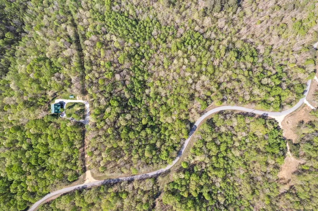 a close up of a plant