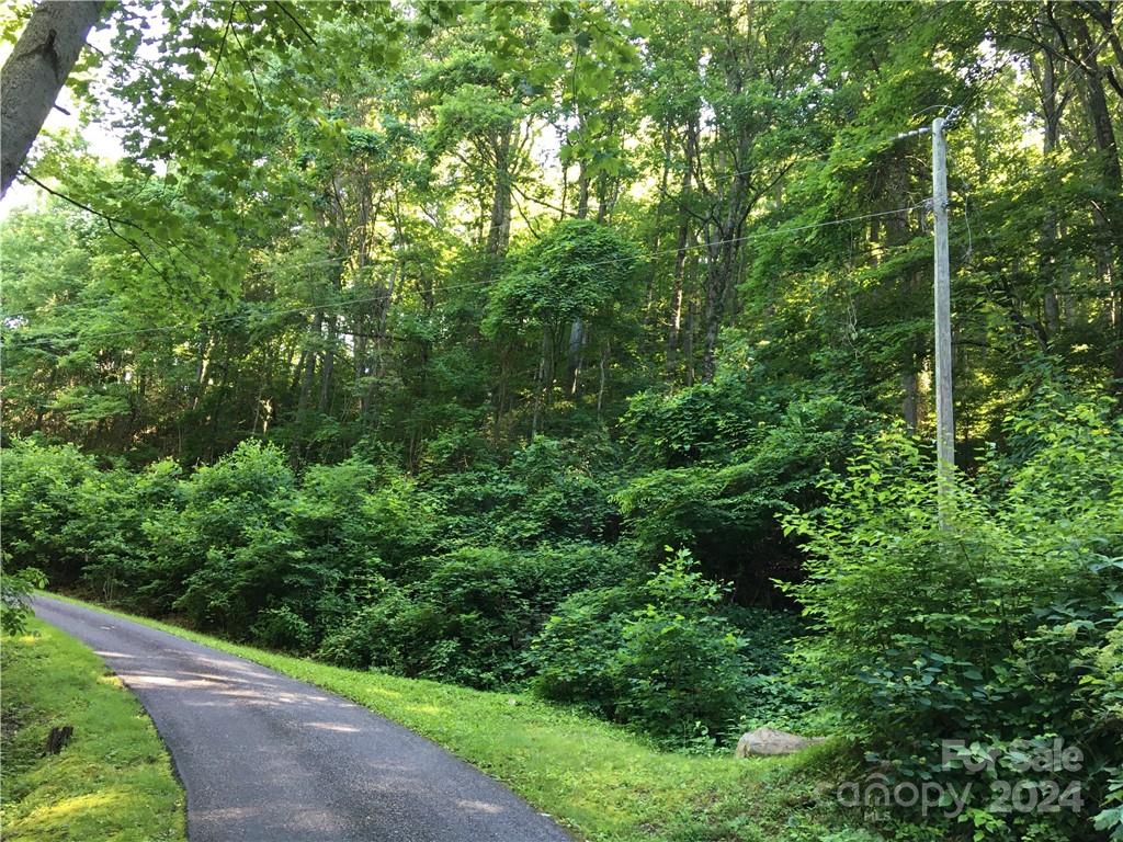 a view of a lush green forest