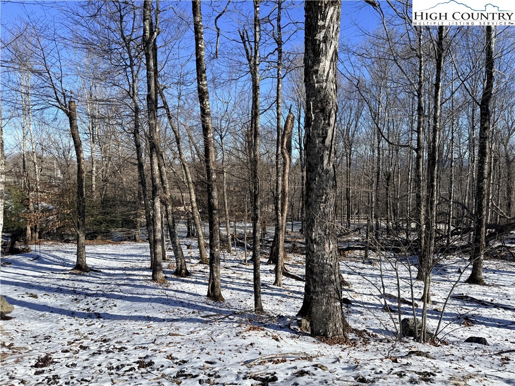 a view of a yard with large trees