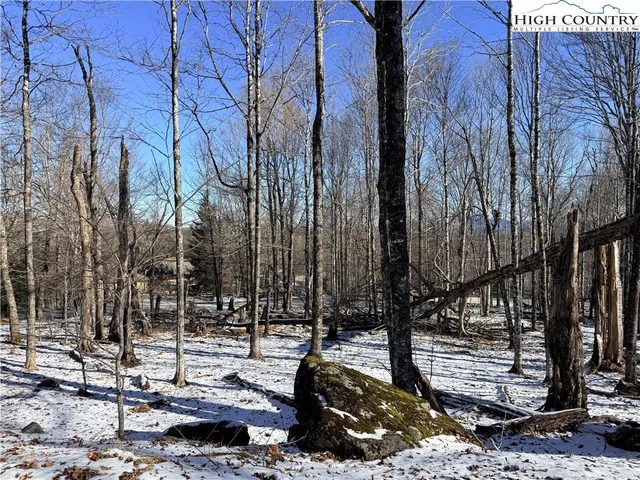a view of a tree with a yard
