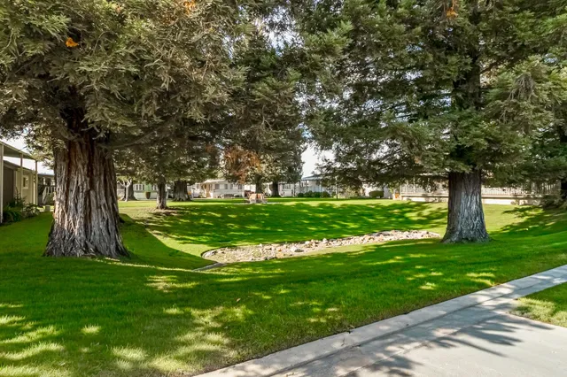 a view of a park with large trees