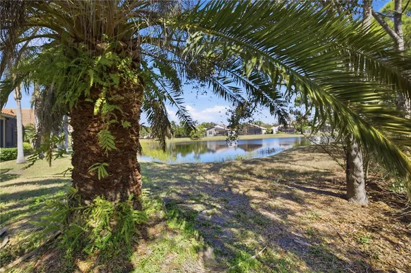 a view of a yard with plants and large trees