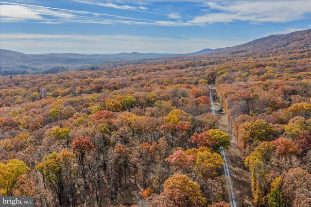 a view of a trees in a yard