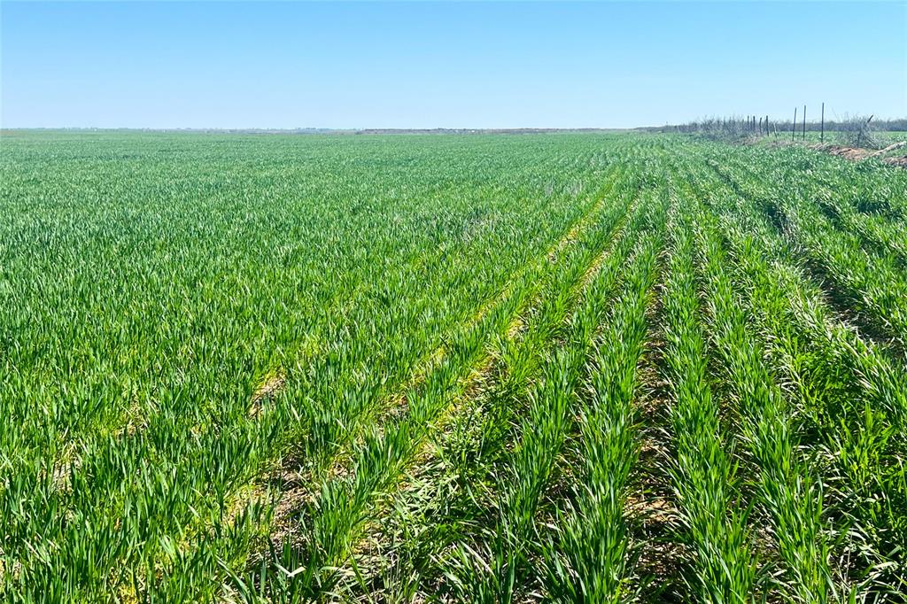 81 County Road 81 South Vernon, TX 76384 - Photo 17 of 28 a view of a lush green space