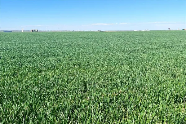a view of a field of grass and trees