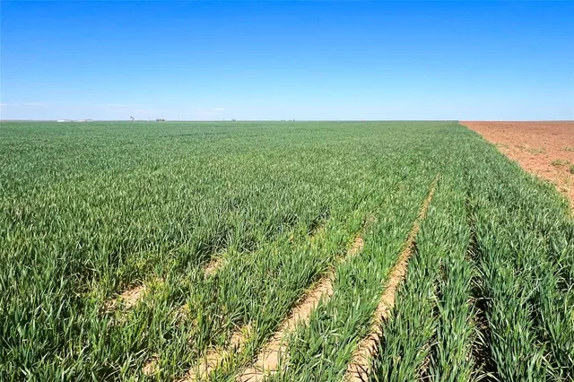 a view of a field with an ocean