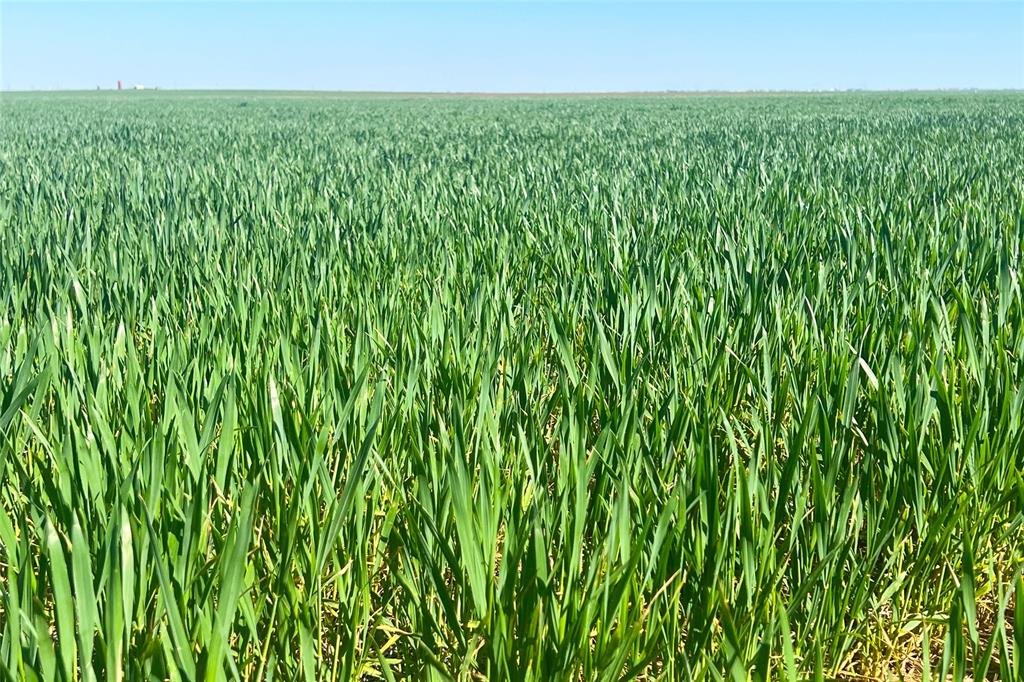 81 County Road 81 South Vernon, TX 76384 - Photo 25 of 28 a close up of a lush green space