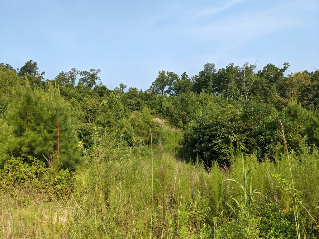 1381 Log Cabin Road Roxie, MS 39661 - Photo 19 of 41 Photo 19