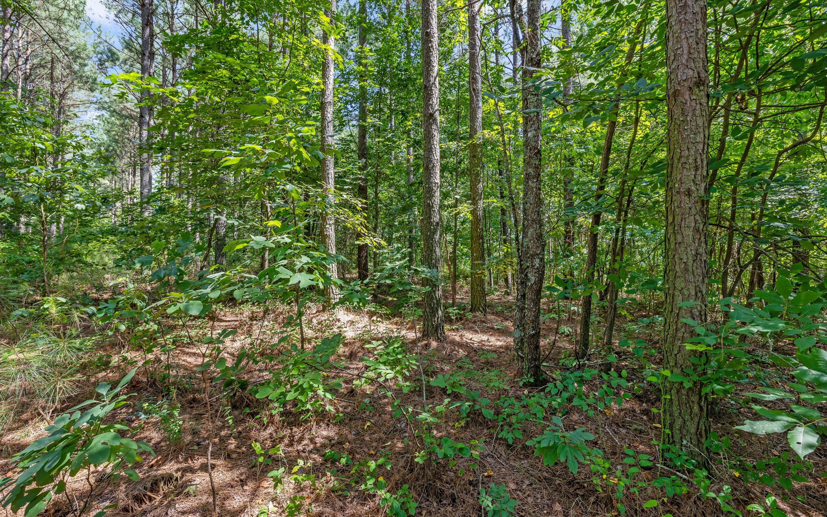 Lot 2225 High Ground Road Guild, TN 37340 - Photo 16 of 28 Lot 2225 High Ground Road