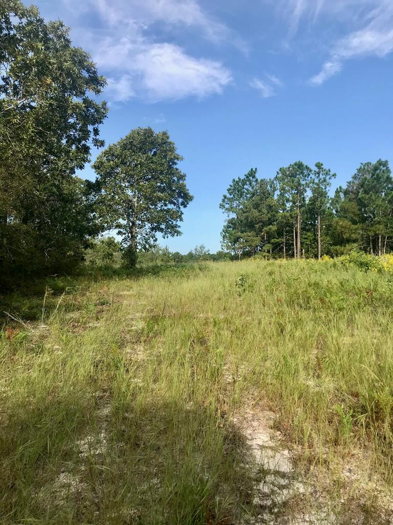 Lot#13-19 Holder Road Batesburg, SC 29006 - Photo 10 of 18