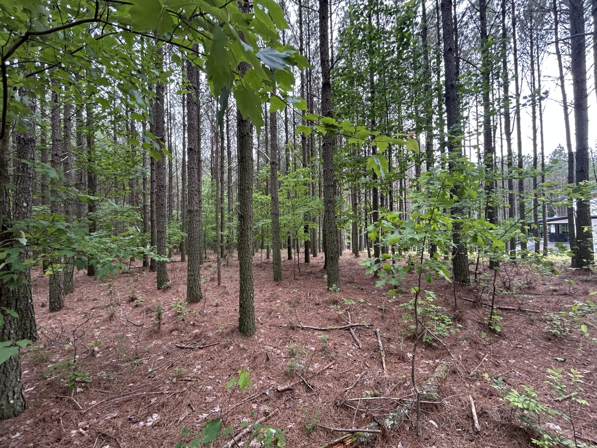 1771 Crockett Point Jasper, TN 37347 - Photo 12 of 40 a view of outdoor space with lots of trees