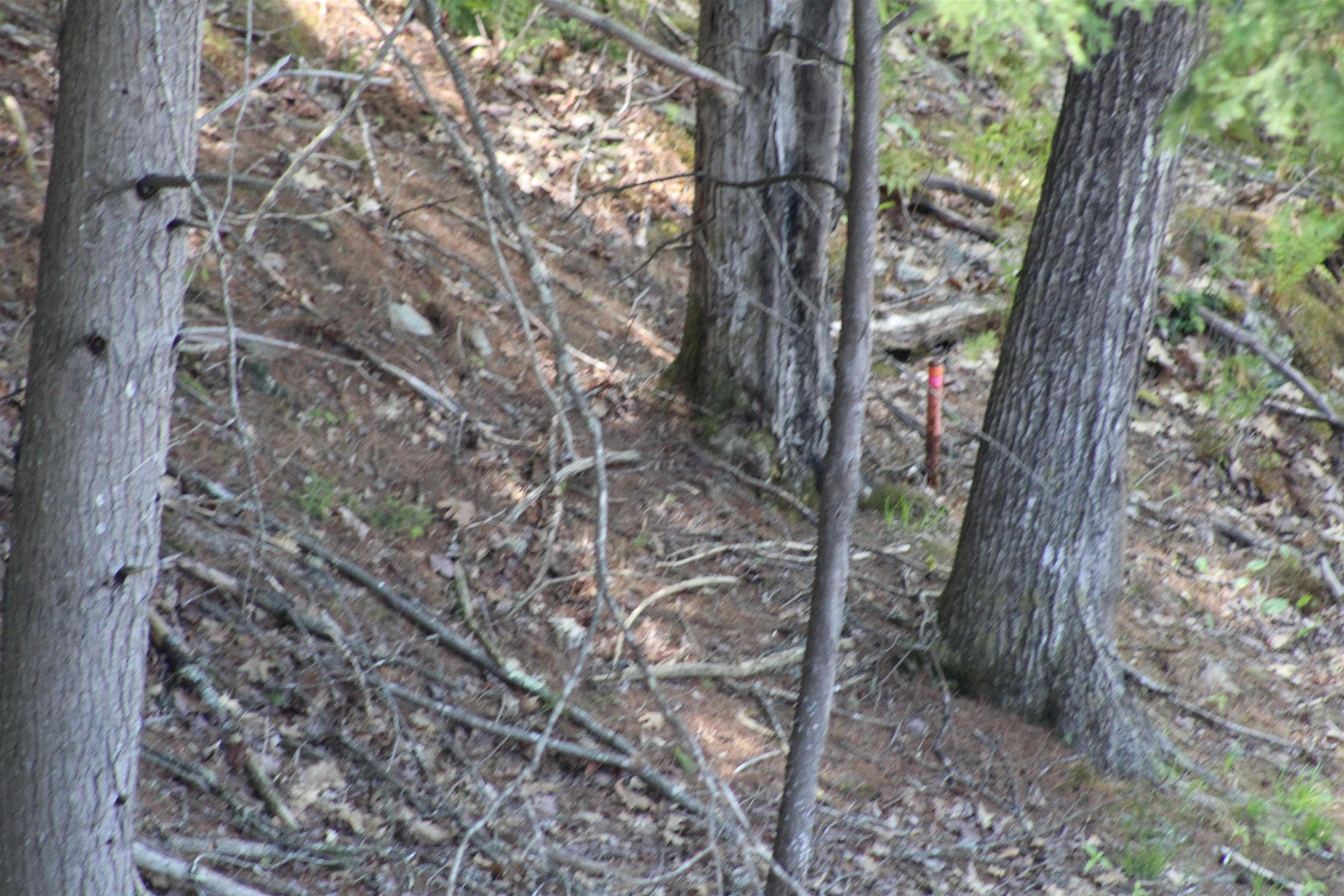 Lot 23-24 Wetherbee Road Lyman, NH 03585 - Photo 54 of 54