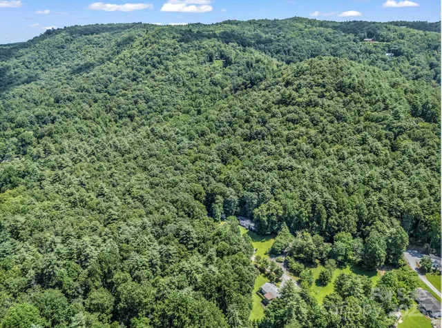 a view of a forest with a street