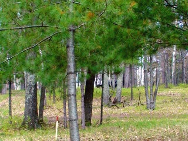 Lot 14 Selmer Road Tomahawk, WI 54487 - Photo 10 of 12 Gallery Image 10