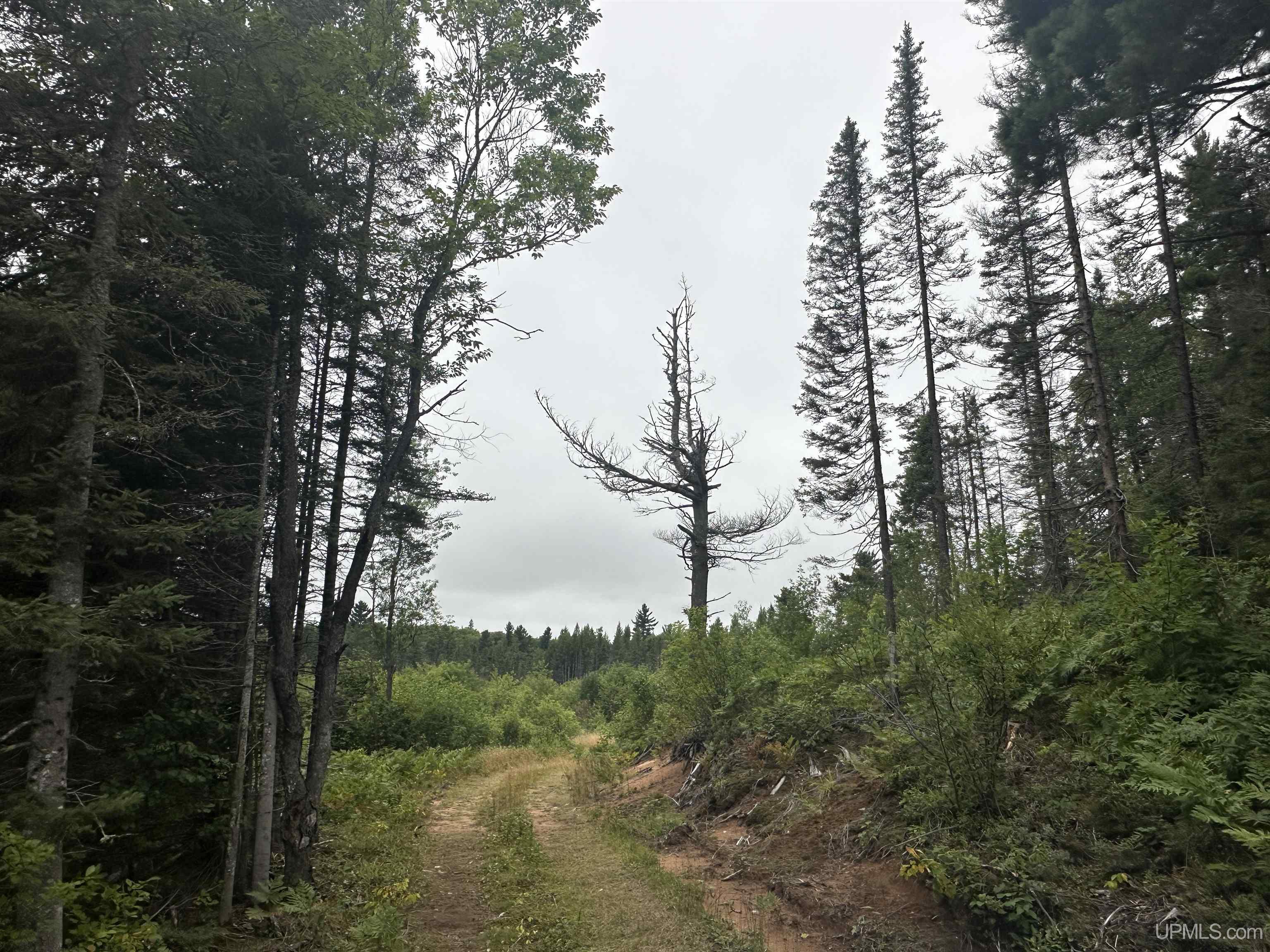 Off South Arfelin Lake Road Michigamme, MI 49861 - Photo 2 of 16