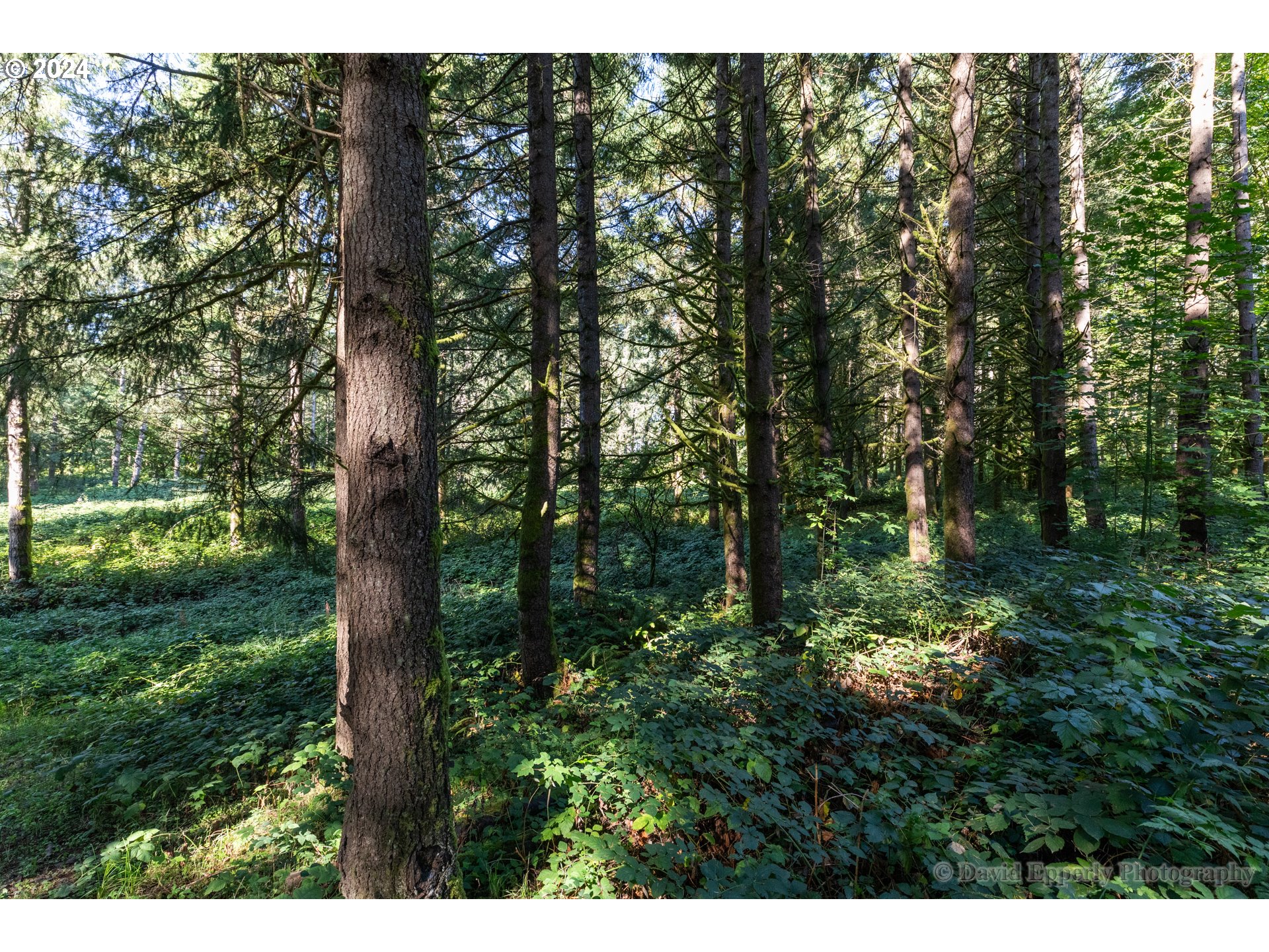 0 Rays Way St. Helens, OR 97051 - Photo 6 of 16 Gallery Image 6