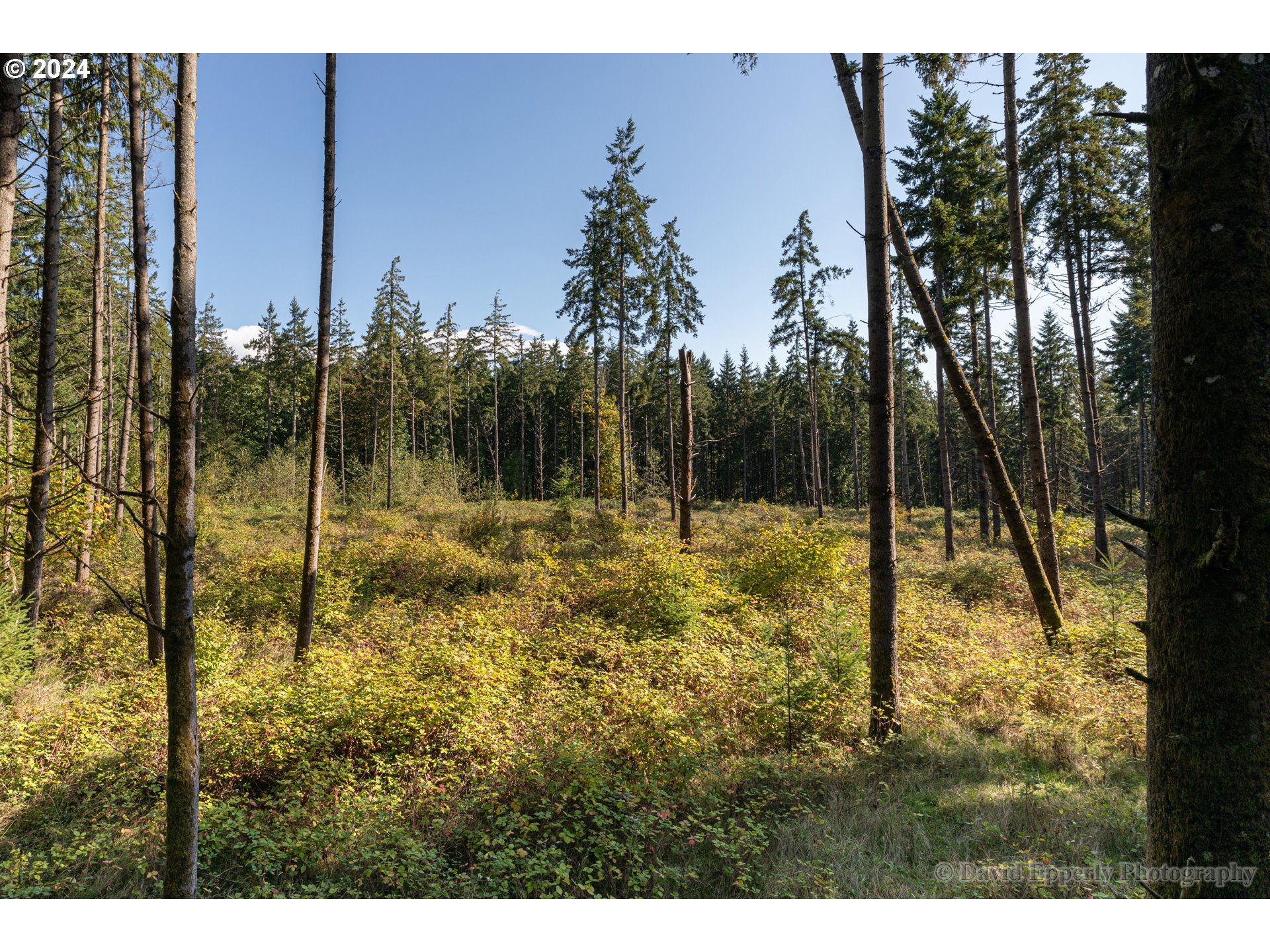 0 Rays Way St. Helens, OR 97051 - Photo 8 of 16 Gallery Image 8