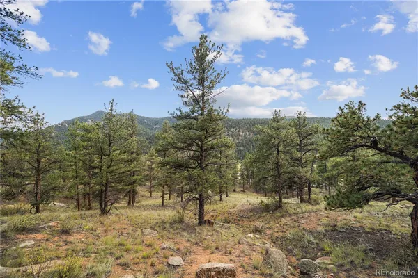 a view of a forest with trees