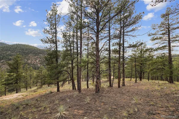 a view of a forest with trees in the background