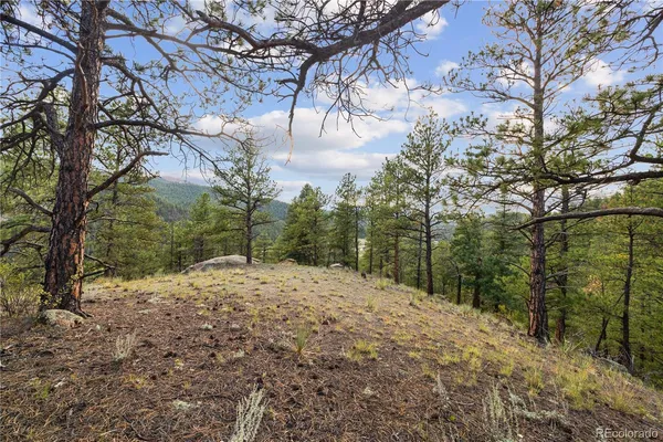 a view of a forest filled with trees