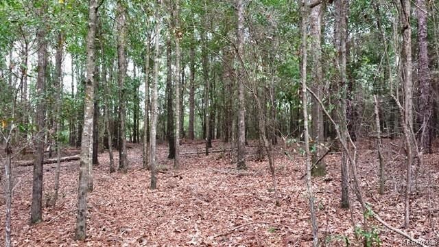 Tbd Spring Creek Road Geneva, AL 36340 - Photo 6 of 11 Gallery Image 6