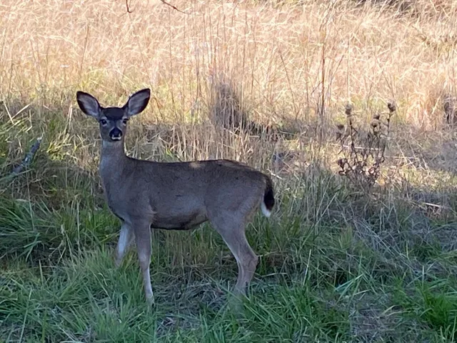 $689,900 | 1486 Prussian Hill Road, Mokelumne Hill, CA 95245