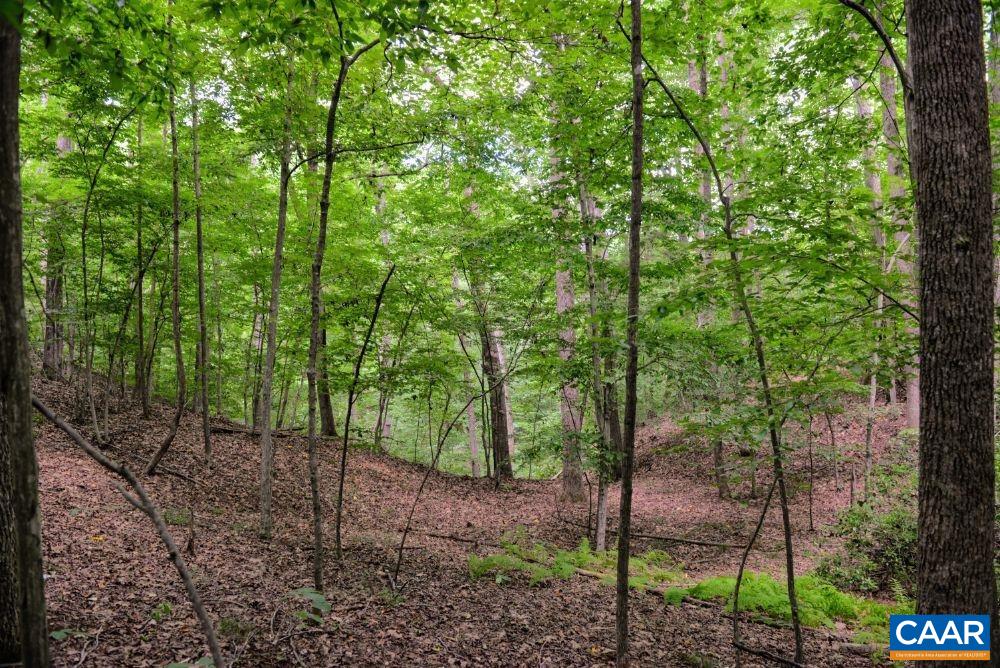 1108 Berry Hill Road Nellysford, VA 22958 - Photo 32 of 32 a view of a forest with a tree
