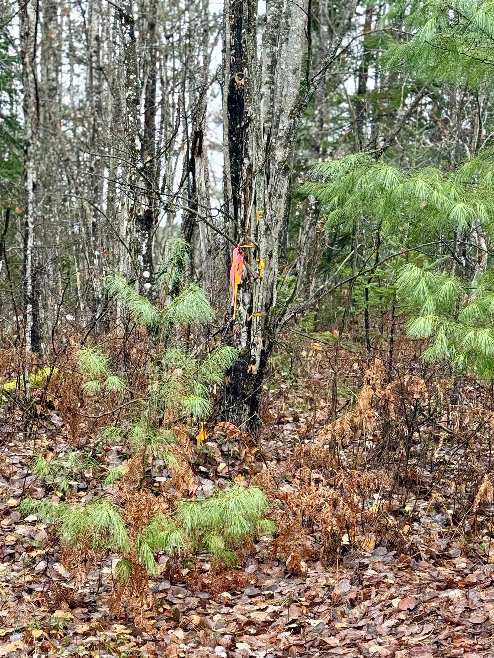 61 Thorn Hill Road Bethlehem, NH 03574 - Photo 7 of 9