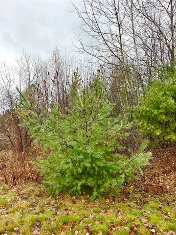 $165,000 | 61 Thorn Hill Road, Bethlehem, NH 03574