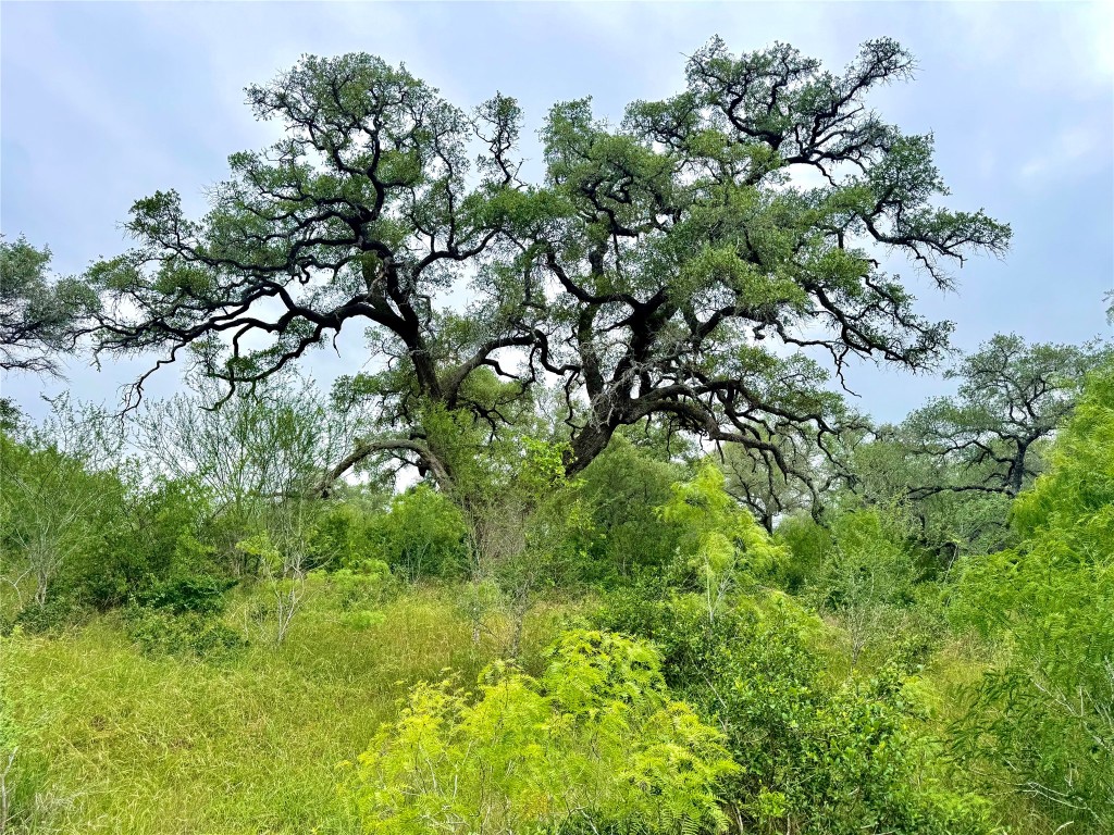 a view of a lush green space