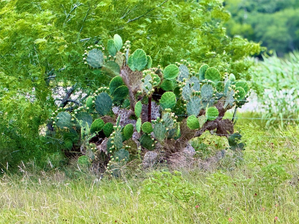108 St Smiley Tx 78159 Smiley, TX 78159 - Photo 3 of 13 a backyard of a house with lots of green space and garden