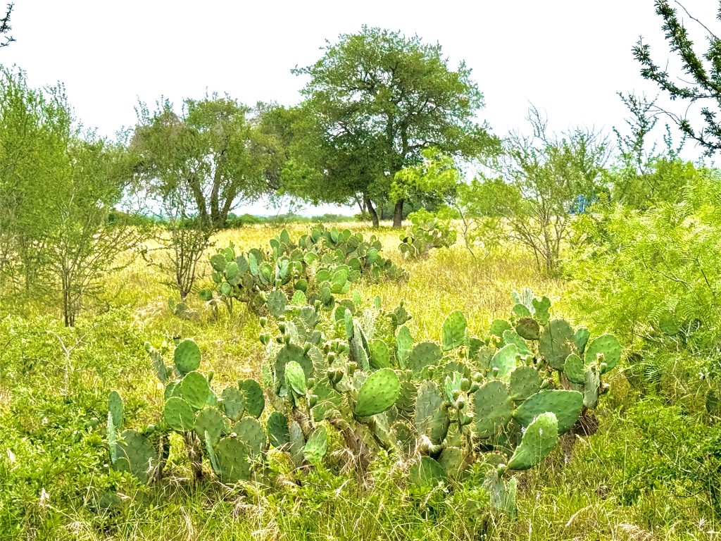 108 St Smiley Tx 78159 Smiley, TX 78159 - Photo 4 of 13 a view of a big yard with plants and large trees