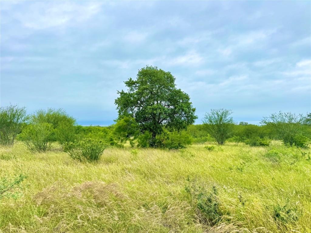 108 St Smiley Tx 78159 Smiley, TX 78159 - Photo 8 of 13 a view of a big yard with plants and a large tree