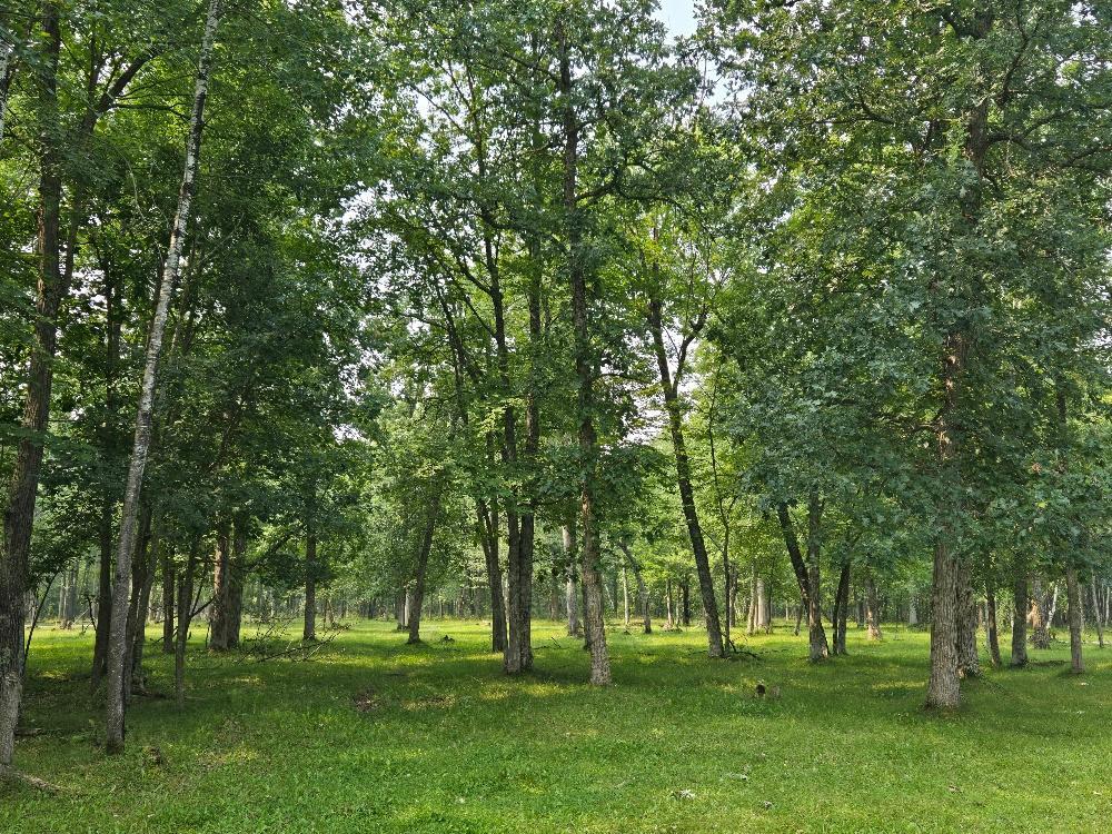 87 Sw Southwest Backus, MN 56435 - Photo 4 of 6