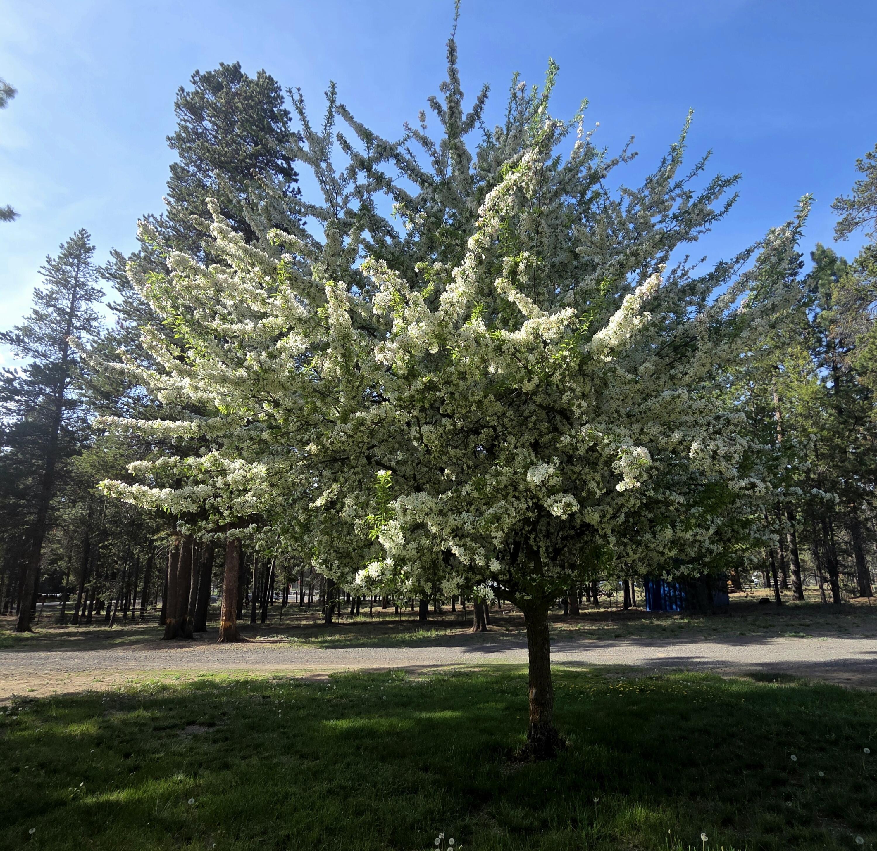 53156 Day Road La Pine, OR 97739 - Photo 7 of 28 In full bloom, just a beautiful tree.