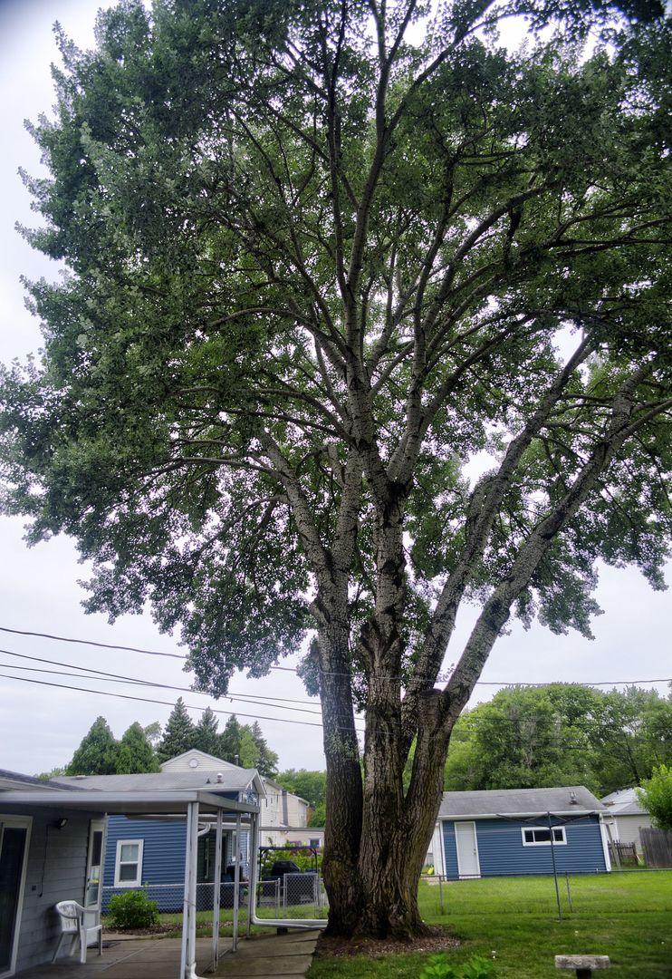 530 Redwood Road Bolingbrook, IL 60440 - Photo 28 of 33 a large tree in front of a white house